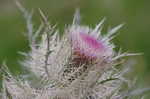 Yellow thistle <BR>Purple thistle